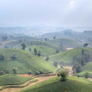 Terraced Farms