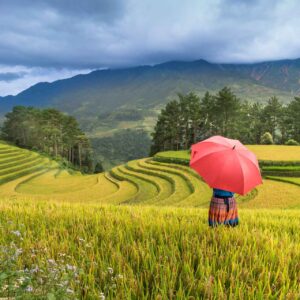 Terraced Farms