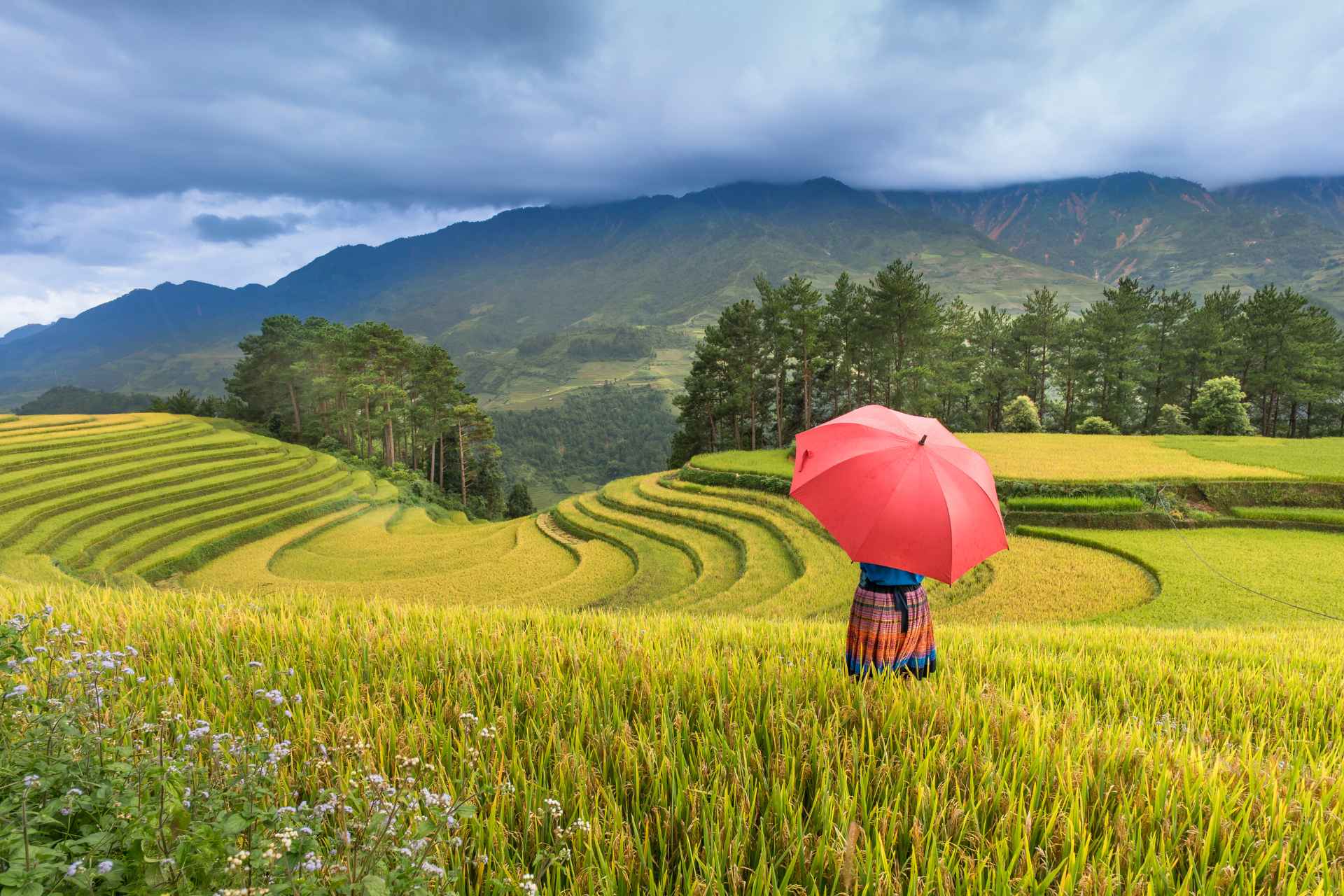 Terraced Farms