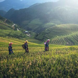 Terraced Farms