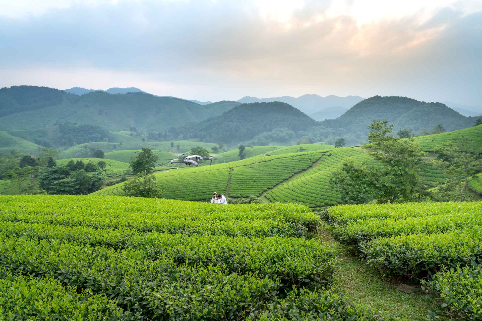 Mountain tea farming